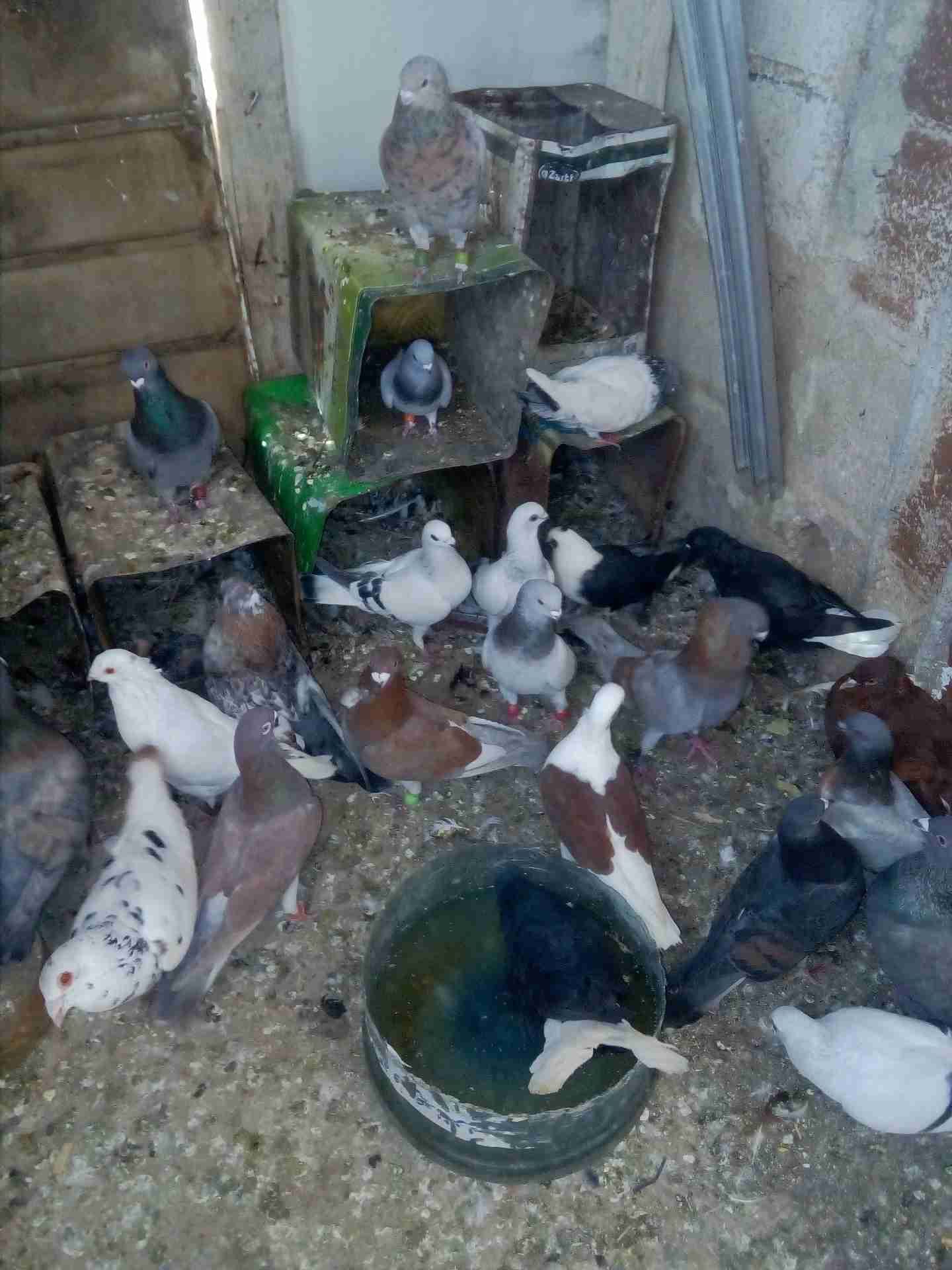 حمام للبيع
لا تنسَ أنك شاهدت هذا الإعلان في عنكبوت
حمام اجنبي كذا نوع 25طير فحول فقط في ابو...