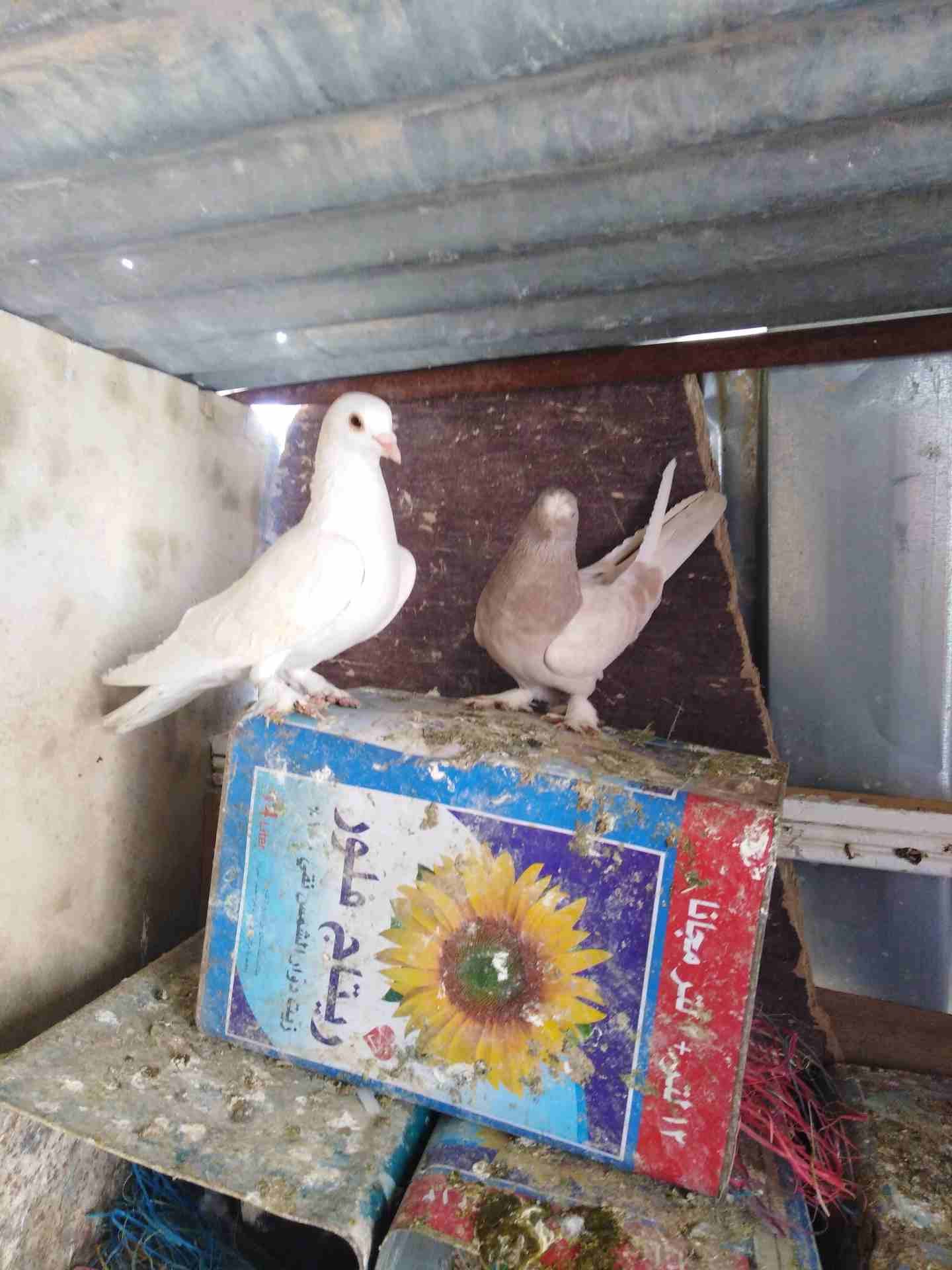 حمام زق شغال
لا تنسَ أنك شاهدت هذا الإعلان في عنكبوت
حمام زق
رقم...