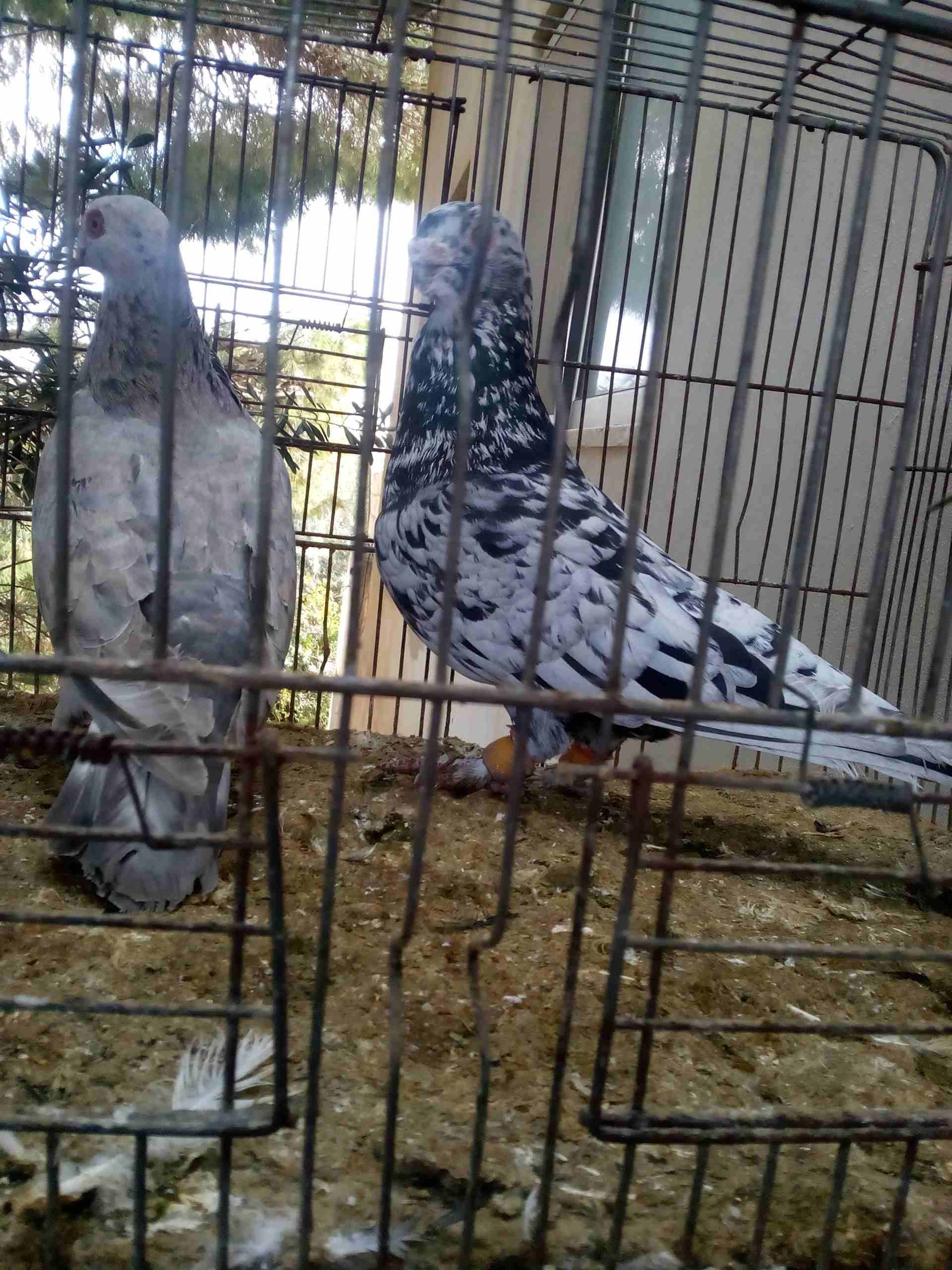 3 جواز ذبابنه
لا تنسَ أنك شاهدت هذا الإعلان في عنكبوت
الفحول الثلاث نخب الطواير بولنديه زرقا مقلو...