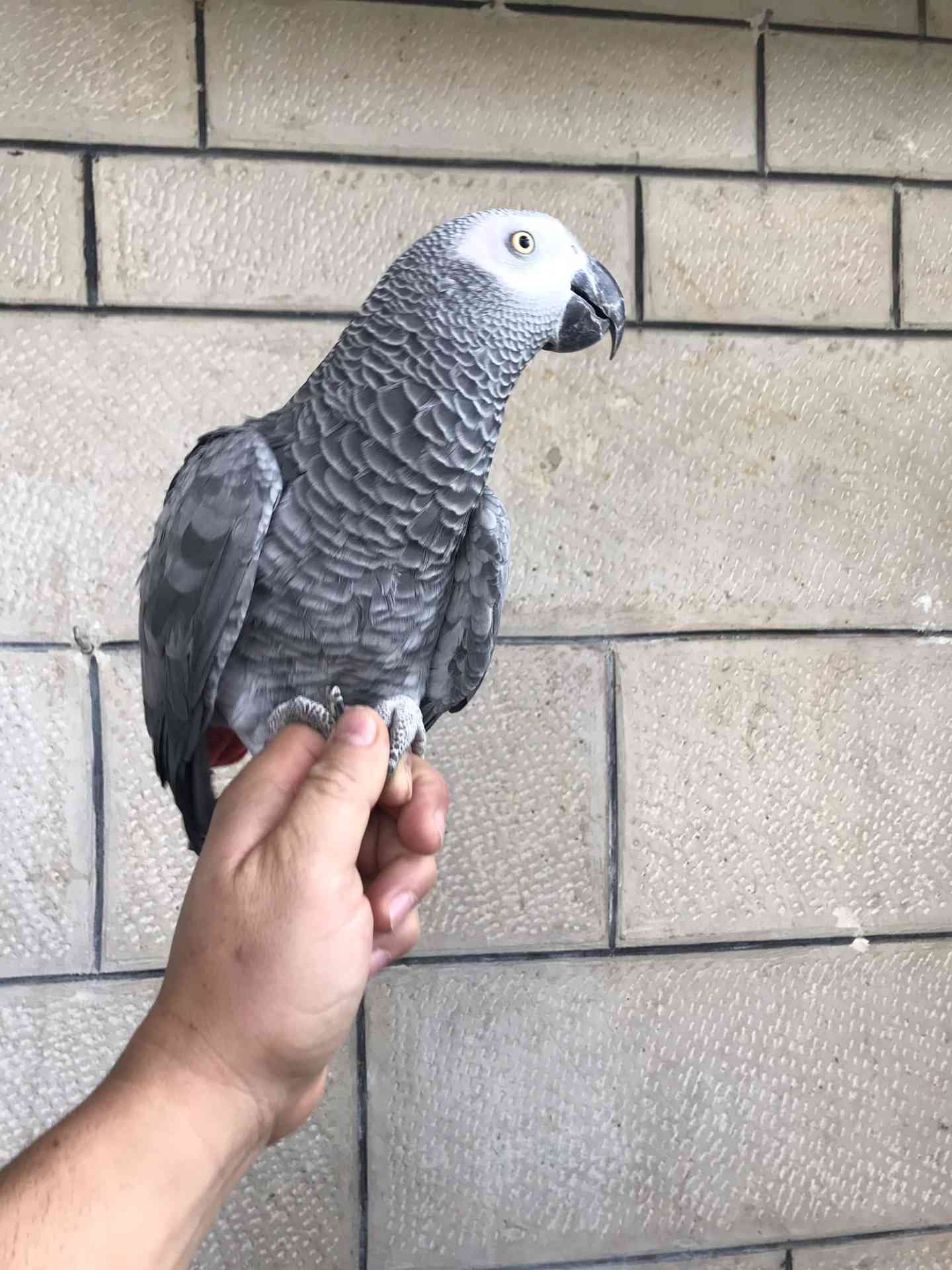 كاسكو لون صدفي اليف متكلم للبيع
لا تنسَ أنك شاهدت هذا الإعلان في عنكبوت
كاسكو عمرو سنه ونص ال...