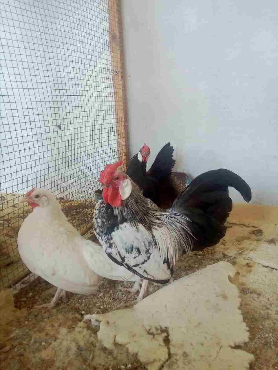 طقم محلق مشكل بالصلاة ع النبي
لا تنسَ أنك شاهدت هذا الإعلان في عنكبوت
طقم محلق مشكل ما شاء ال...