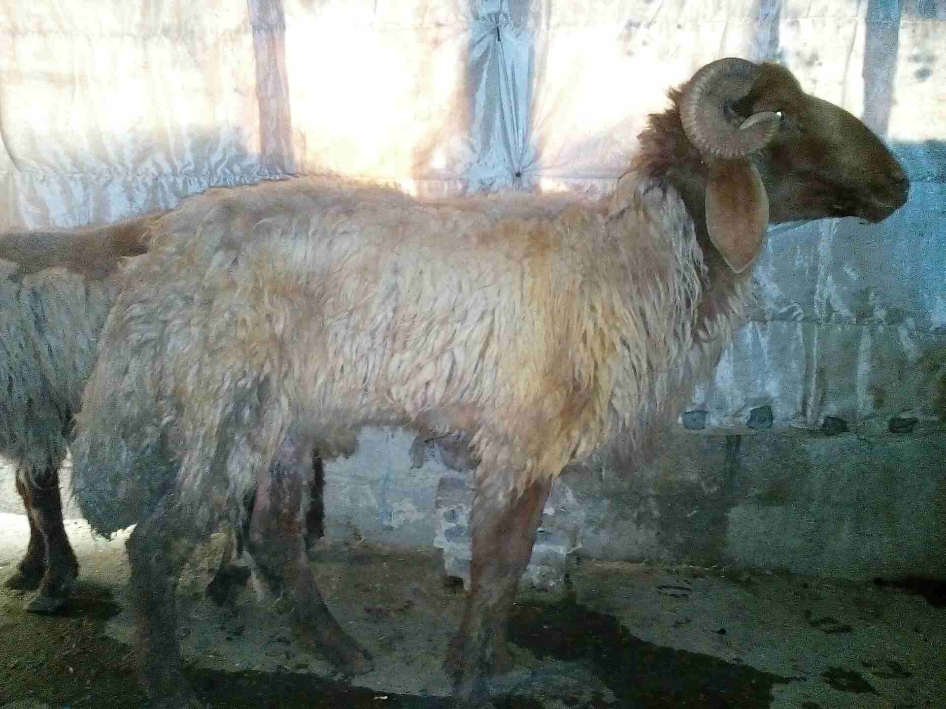 كباش بيعر البلاش وباسعار مغرية جدا
لا تنسَ أنك شاهدت هذا الإعلان في عنكبوت
كباش عدد خمسة سن انضيف...