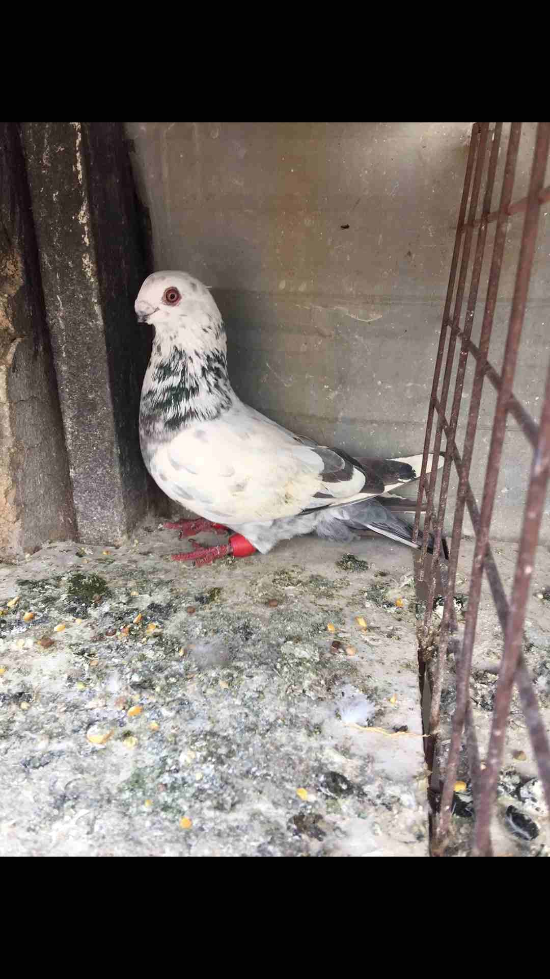 9 طيور كش بسعر مغري
لا تنسَ أنك شاهدت هذا الإعلان في عنكبوت
الطيور كش كلهم فحول
عدد 9 للبيع كلهم...