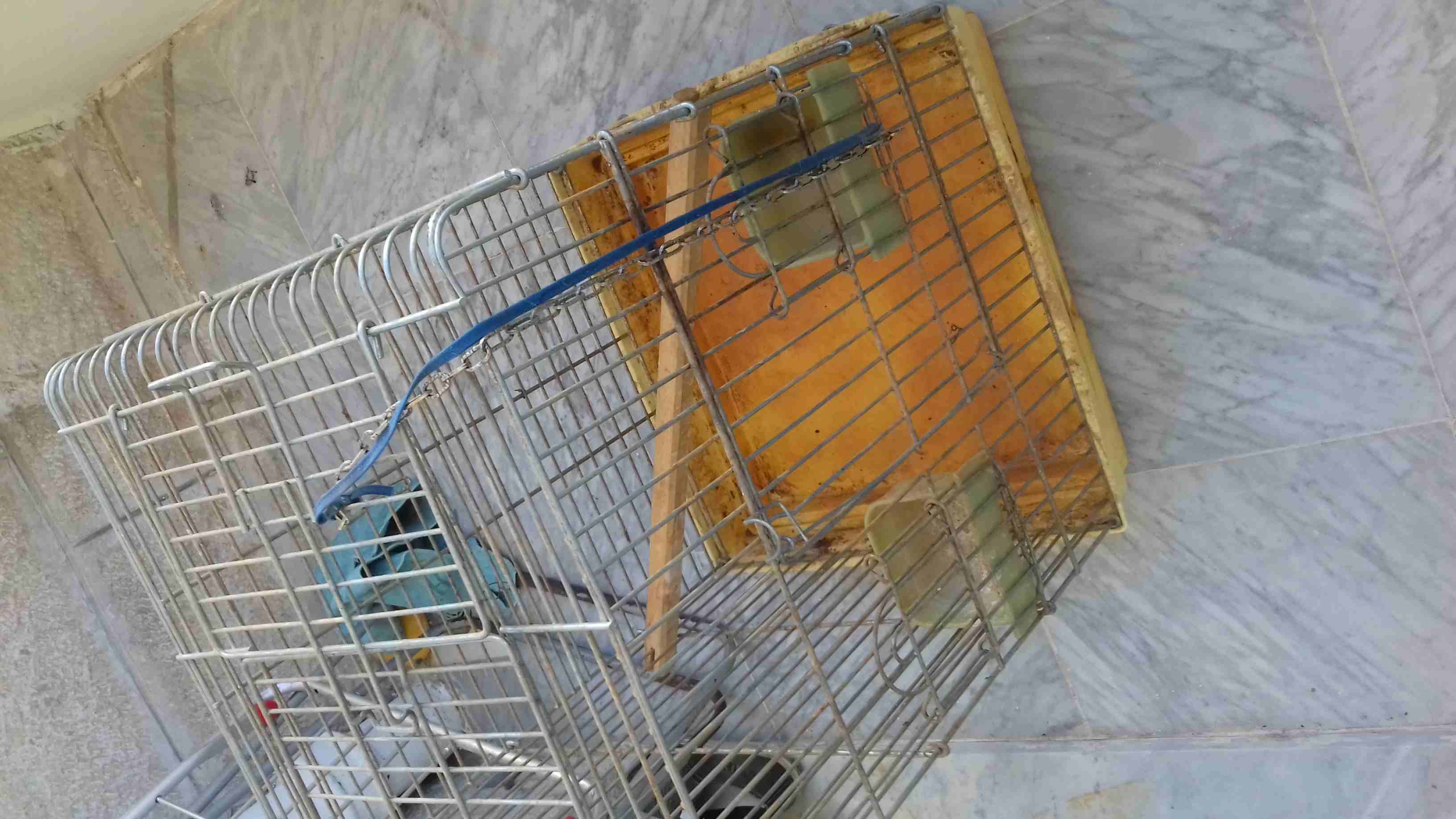 قفص بحاله ممتازه للبيع
لا تنسَ أنك شاهدت هذا الإعلان في عنكبوت
قفص ببغاء بحاله جيده القفص كبير
2...