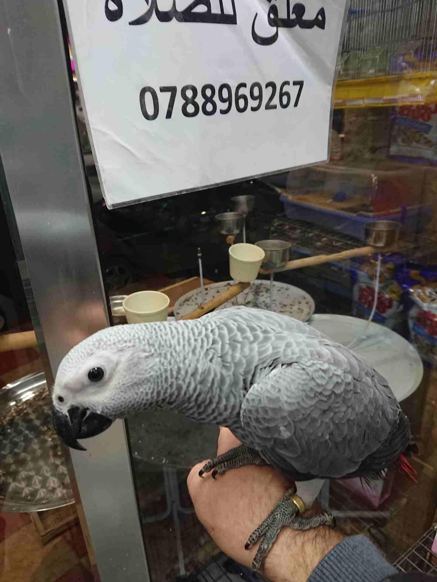 فرخ كاسكو مزارع للمربين الكاسكو فرخ الحلم عين سودة حجل دهبي رأس الطير.
لا تنسَ أنك شاهدت هذا الإعلان في عنكبوت...