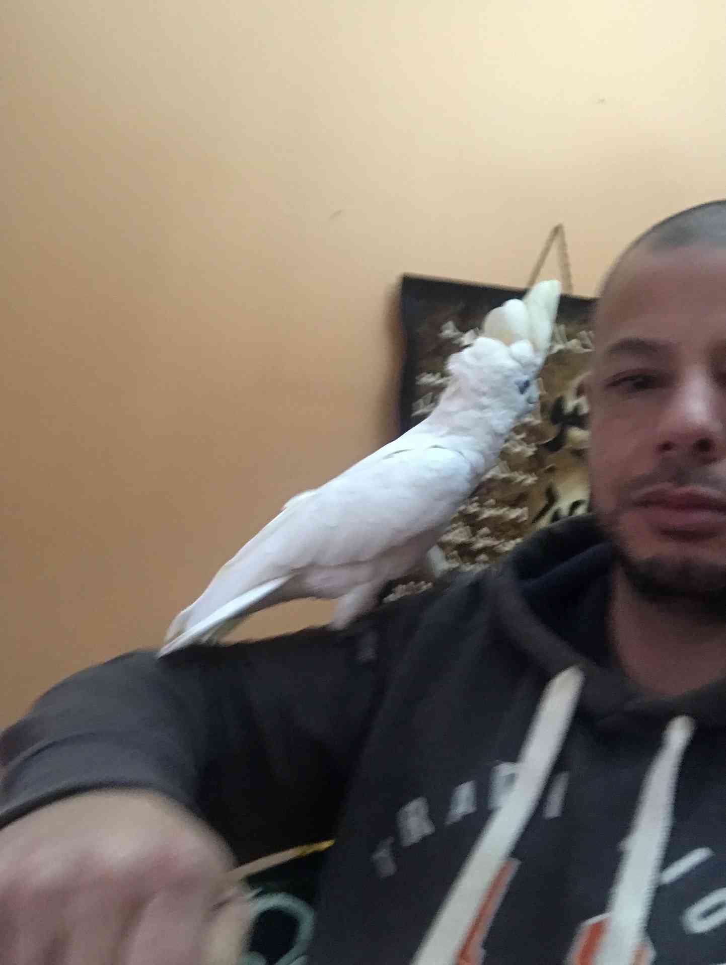 كوكاتو بلوقوفن اليف للبيع 300 دينار
لا تنسَ أنك شاهدت هذا الإعلان في عنكبوت
كوكاتو قوفن اليفه...