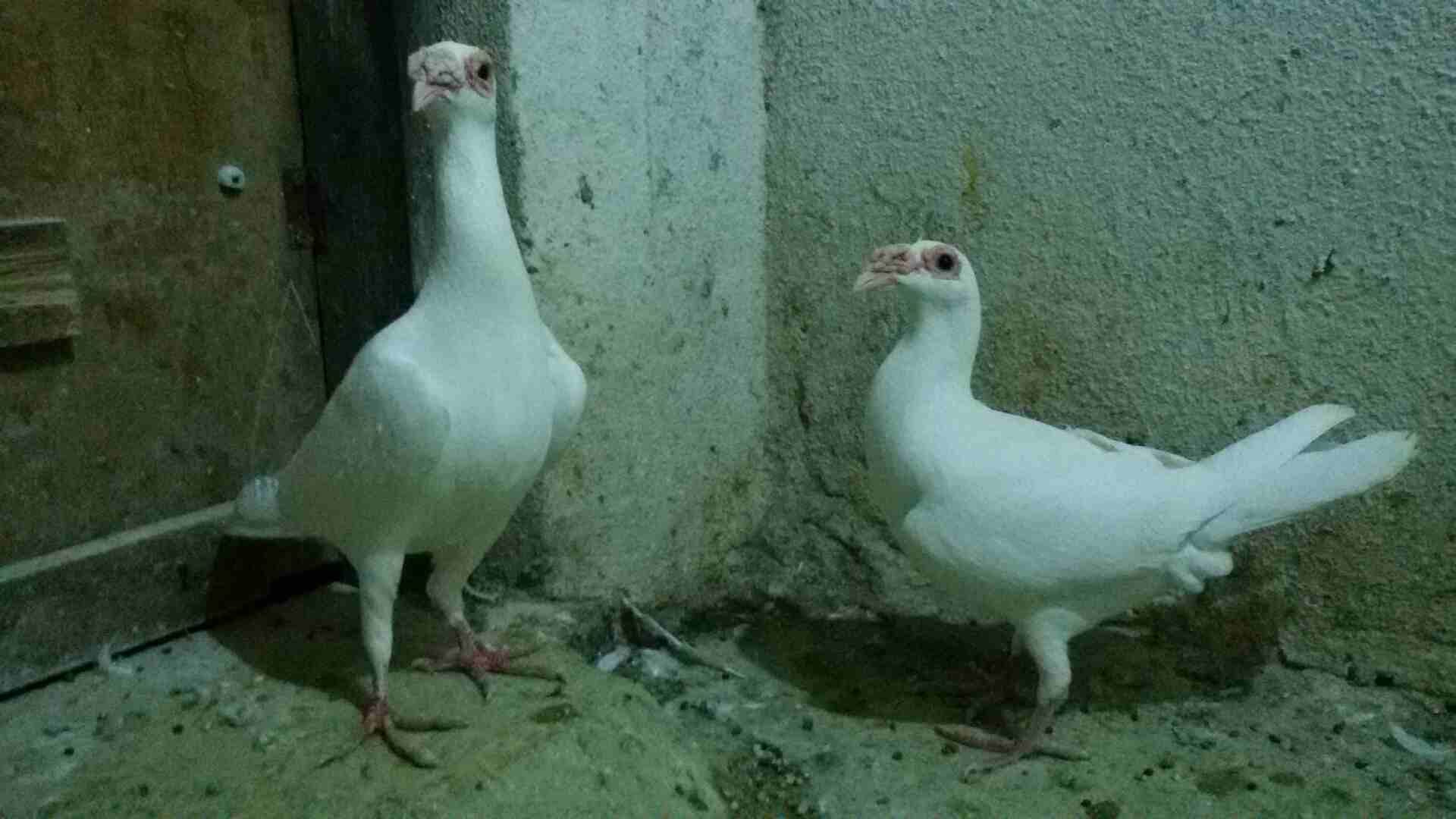 للبيع جوز بغادنه شغالات 100 د
لا تنسَ أنك شاهدت هذا الإعلان في عنكبوت
جوز بغادنه بيض جفن وسكه ح...