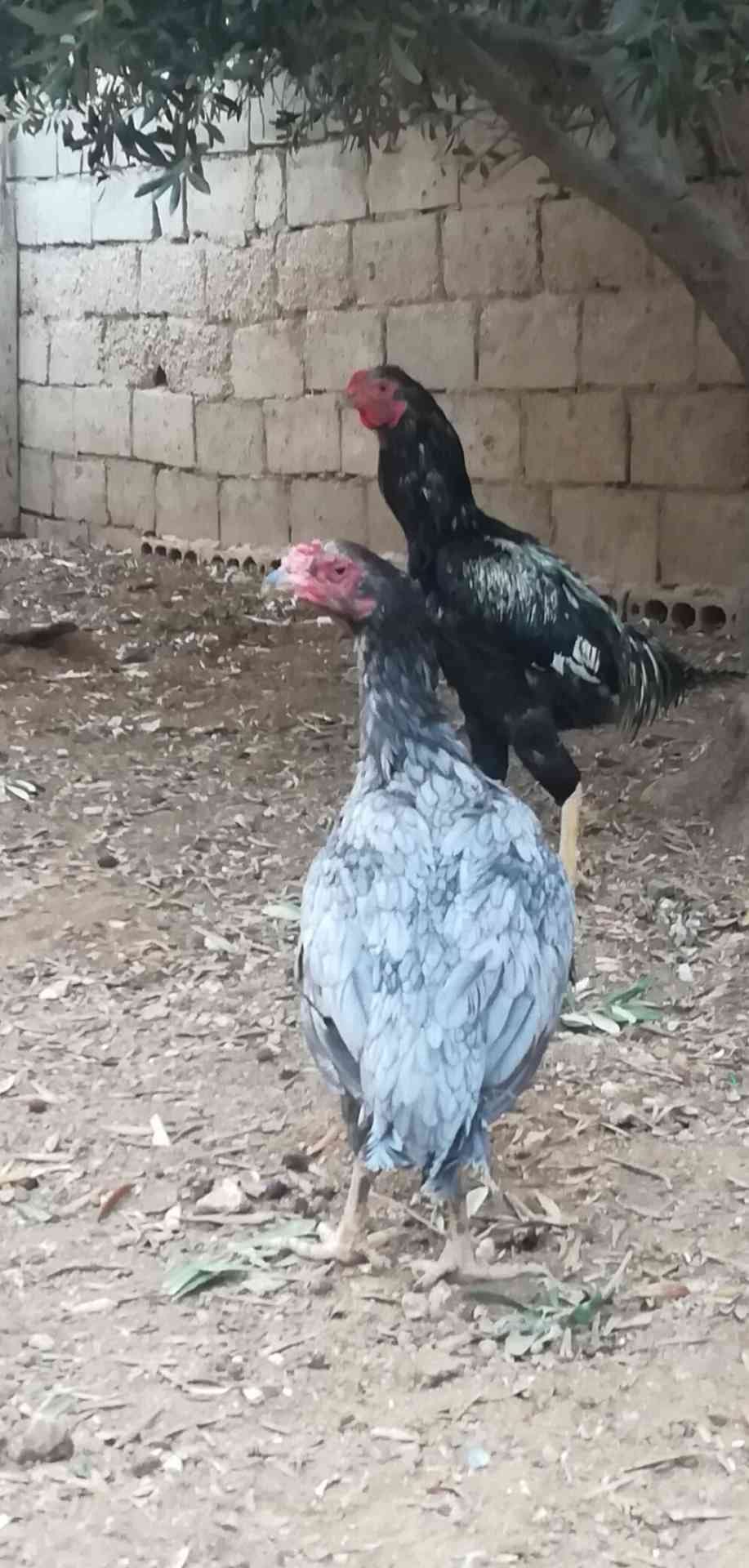 طقم باكستاني جاجتين وديك ما شاء الله عليهم
لا تنسَ أنك شاهدت هذا الإعلان في عنكبوت
للبيع او ل...