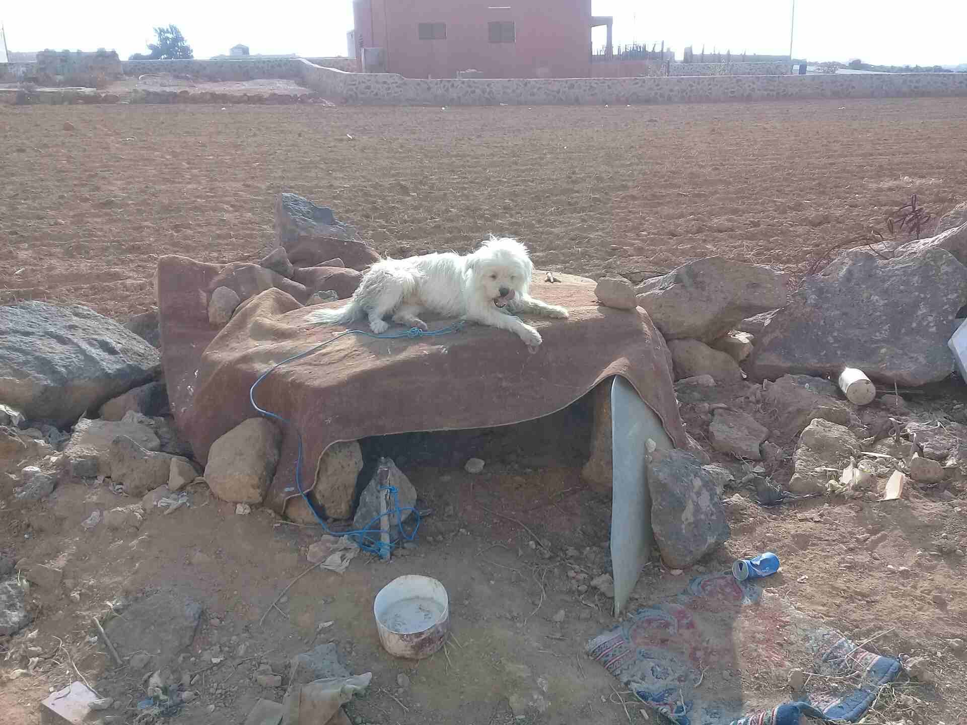 الكلب بصحه جيده
لا تنسَ أنك شاهدت هذا الإعلان في عنكبوت
كلب فرنسي للبيع...