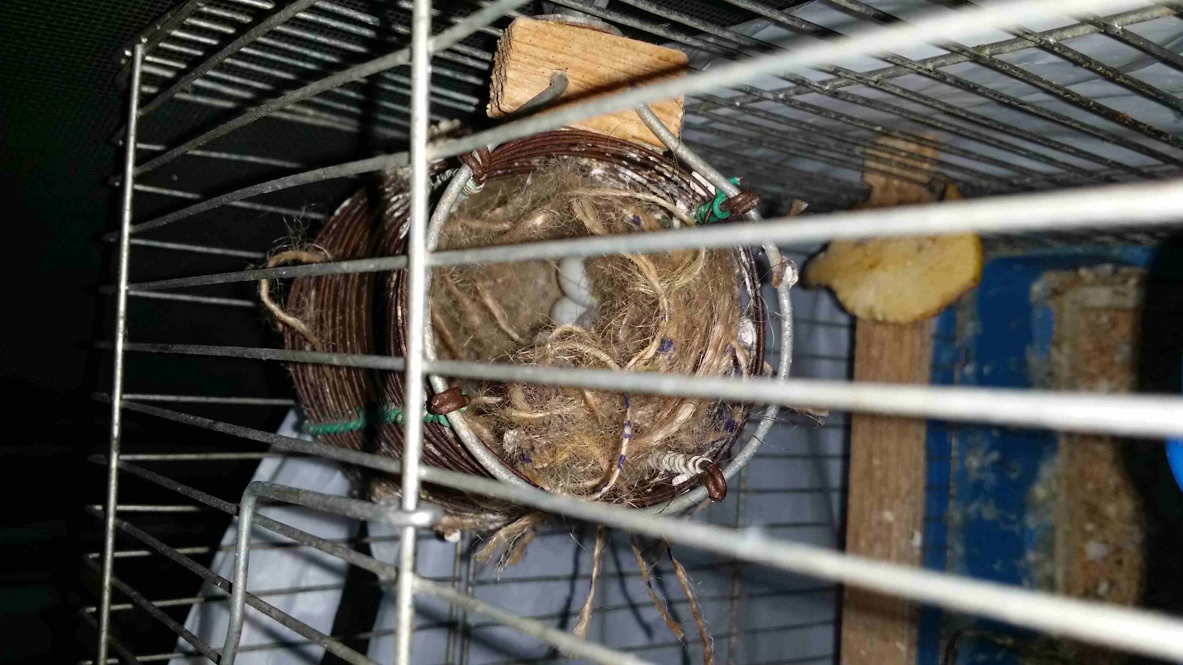 جوز فنجز تحتيه 5 بيضات للبيع أو للبدل بطيرة كنار مع قفص معلفين
لا تنسَ أنك شاهدت هذا الإعلان في عنكبوت...