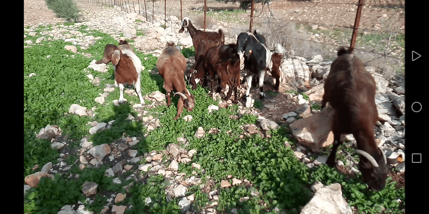 بسم الله الرحمن الرحيم 9 معز نخب مواليد عز المقنوه اذكر الله
لا تنسَ أنك شاهدت هذا الإعلان في عنكبوت...