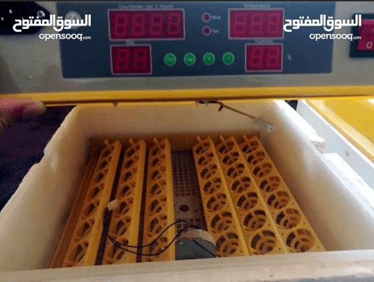 فقاسه فل اتوماتك
لا تنسَ أنك شاهدت هذا الإعلان في عنكبوت
48 بيضه
نضيفه شبه جديده
للبيع او بد...