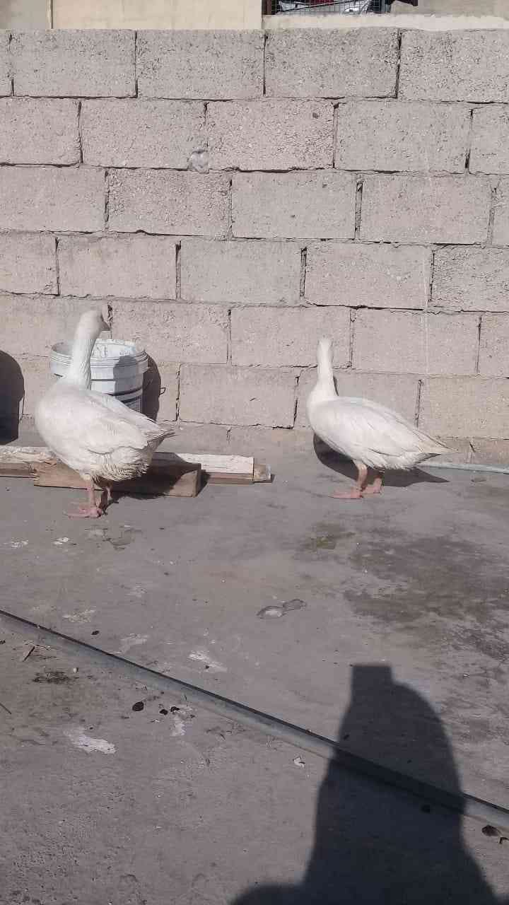 وزز ل البيع نظاف مافيهم شي ماشاء الله
لا تنسَ أنك شاهدت هذا الإعلان في عنكبوت
وز ل البيع ماشا...