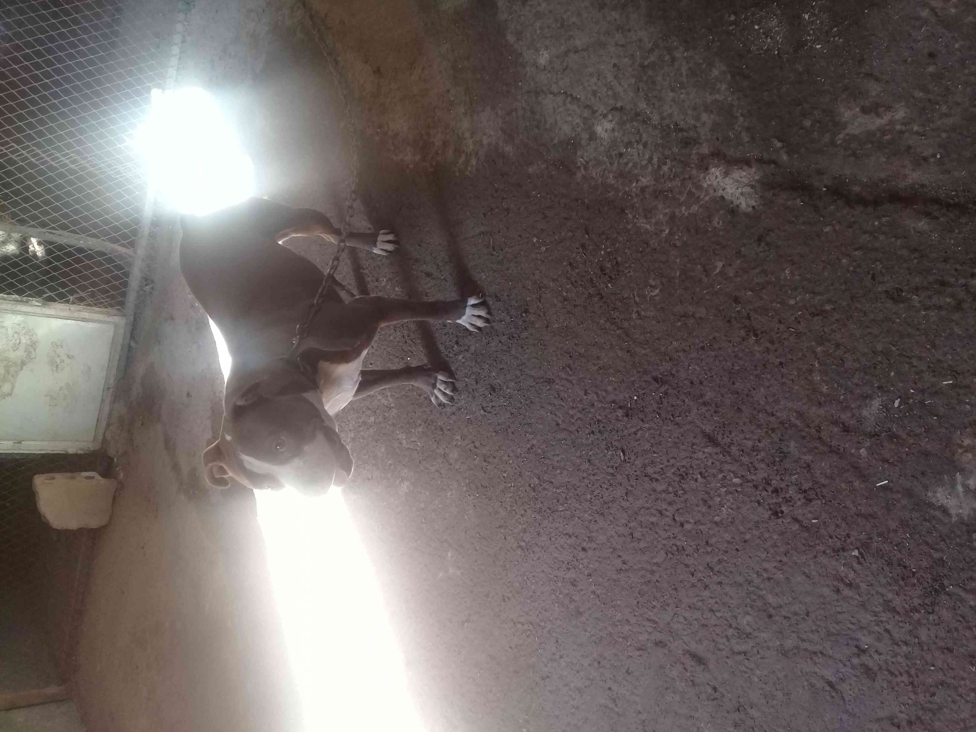 جوزكلاب بيتبول للبيع
لا تنسَ أنك شاهدت هذا الإعلان في عنكبوت
كلاب بيتبول للبيع جوز رقم هاتف...