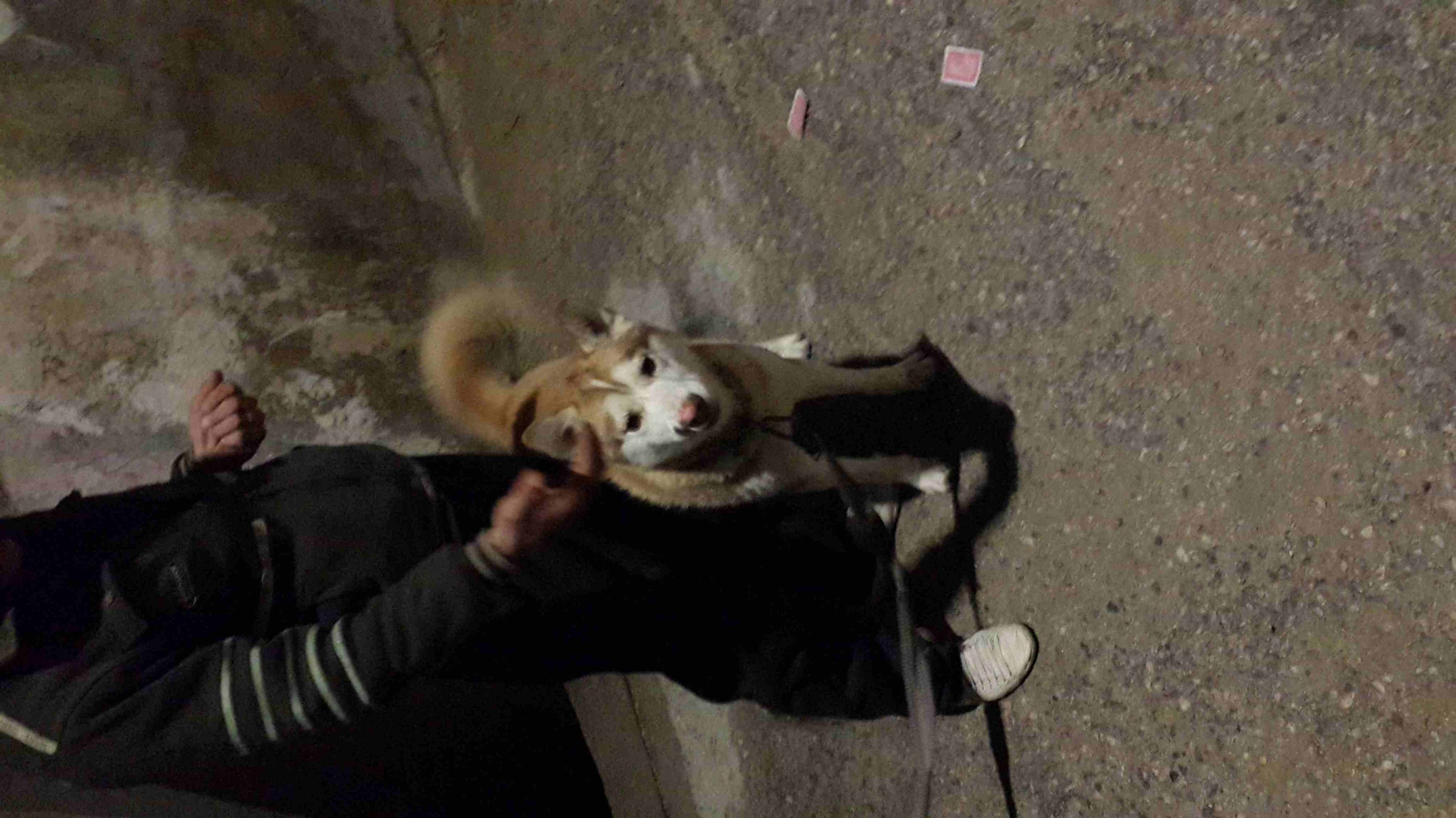 ماركا الجنوبية
لا تنسَ أنك شاهدت هذا الإعلان في عنكبوت
للبيع هسكي مالمند عمر 7 شهور...