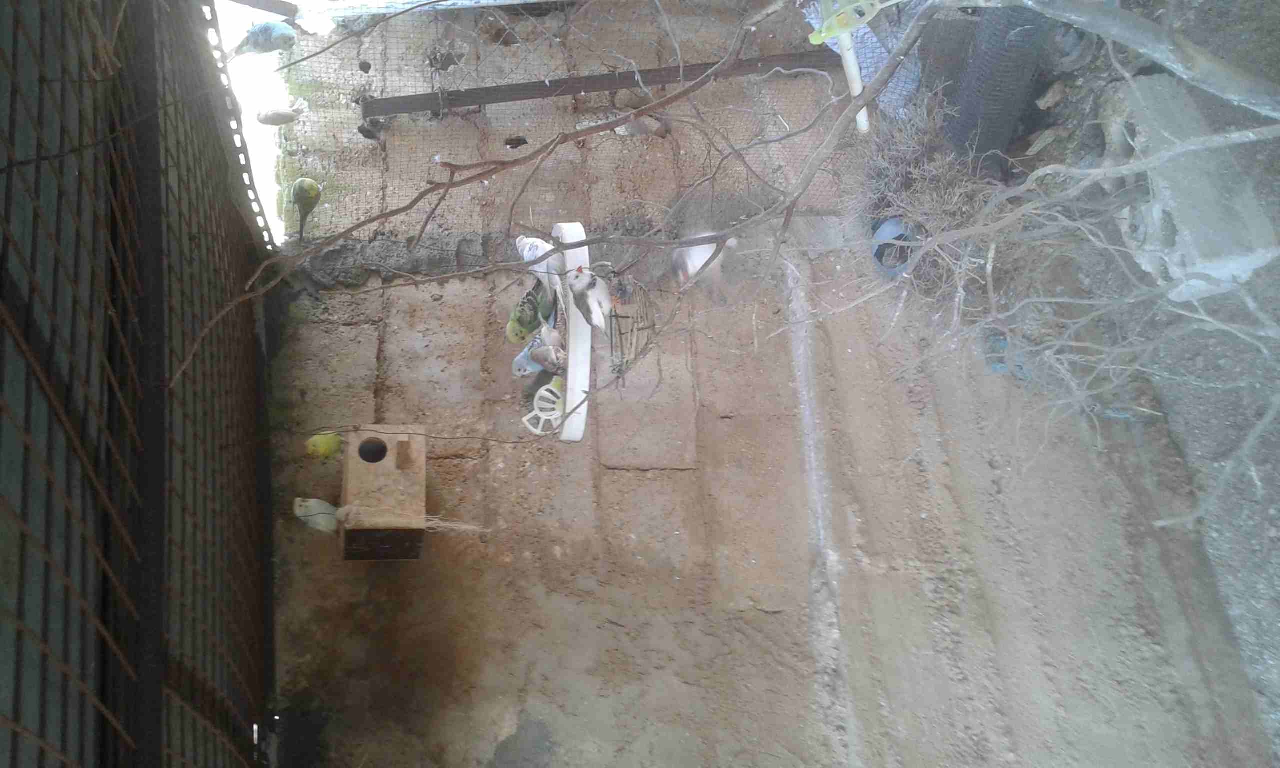 كوم عصافير حب وجنه
لا تنسَ أنك شاهدت هذا الإعلان في عنكبوت
جوز حب فحل مع طيرتين وأربع فراخ
جوز حب...