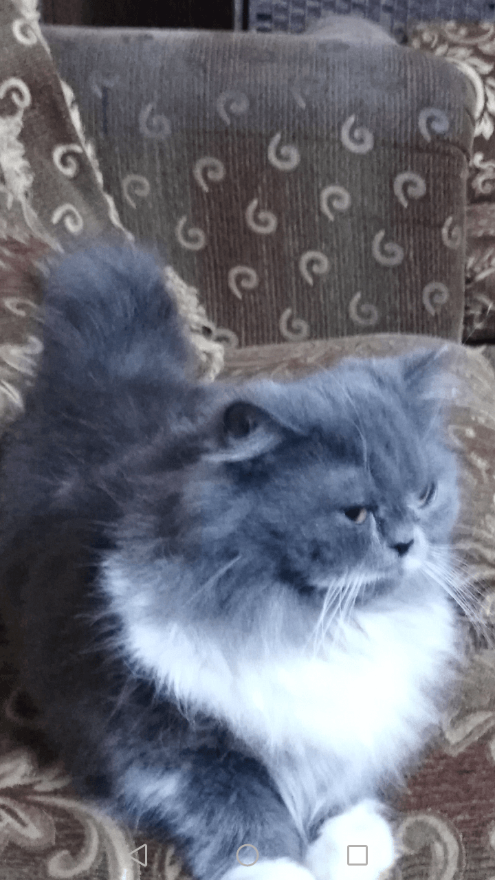 شيرازي.جاهزه لزواج
لا تنسَ أنك شاهدت هذا الإعلان في عنكبوت
رمادي بابيض .اصول بيضاء...