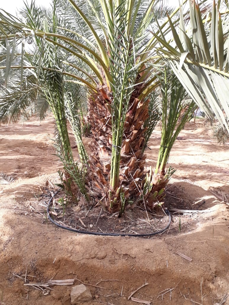 اشجار حمضيات جميع الانواع باسعار منافسه على الكميات. اشجار نخيل فسائل وانسجه
لا تنسَ أنك شاهدت هذا الإعلان في عنكبوت...