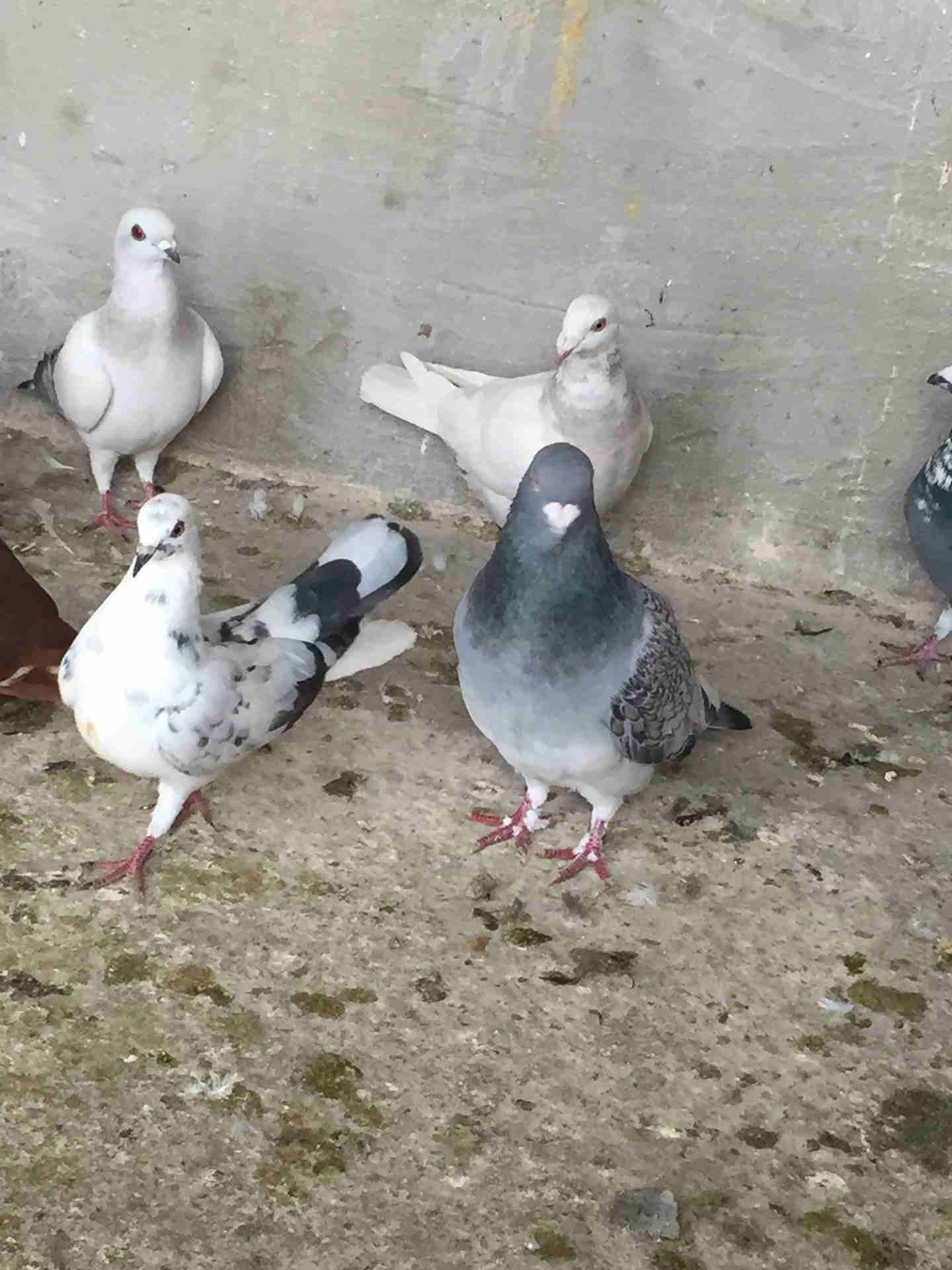 كش للبيع طيور حمام فراخ سطح بالمفرق
لا تنسَ أنك شاهدت هذا الإعلان في عنكبوت
20 حبه كش البيع كوم ا...