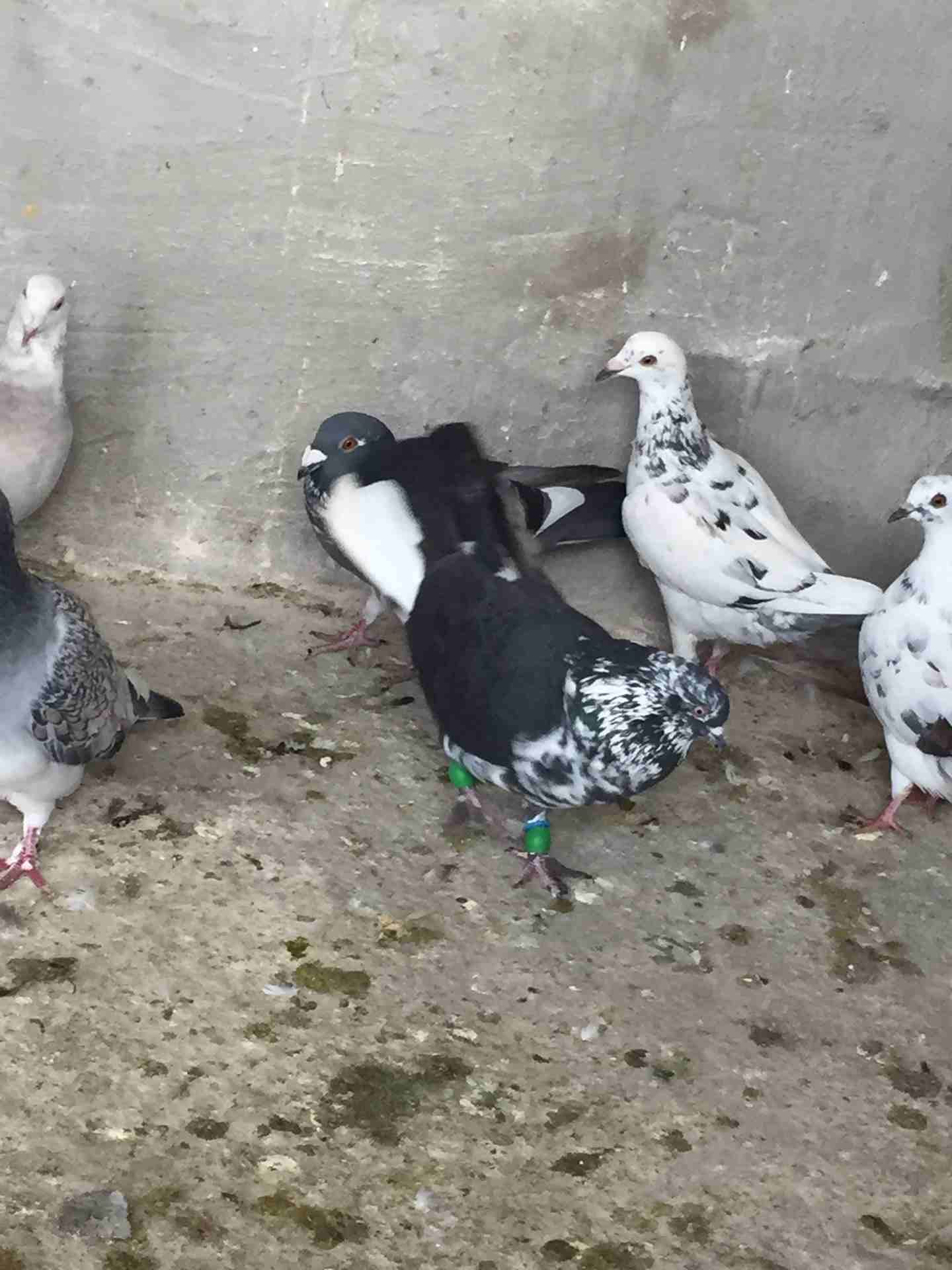 كش للبيع طيور حمام فراخ سطح بالمفرق
لا تنسَ أنك شاهدت هذا الإعلان في عنكبوت
20 حبه كش البيع كوم ا...