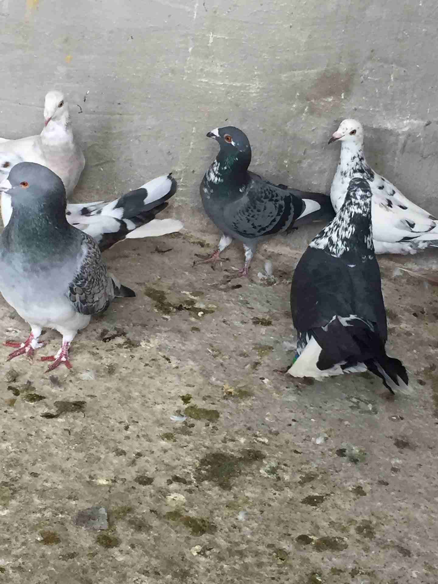 كش للبيع طيور حمام فراخ سطح بالمفرق
لا تنسَ أنك شاهدت هذا الإعلان في عنكبوت
20 حبه كش البيع كوم ا...