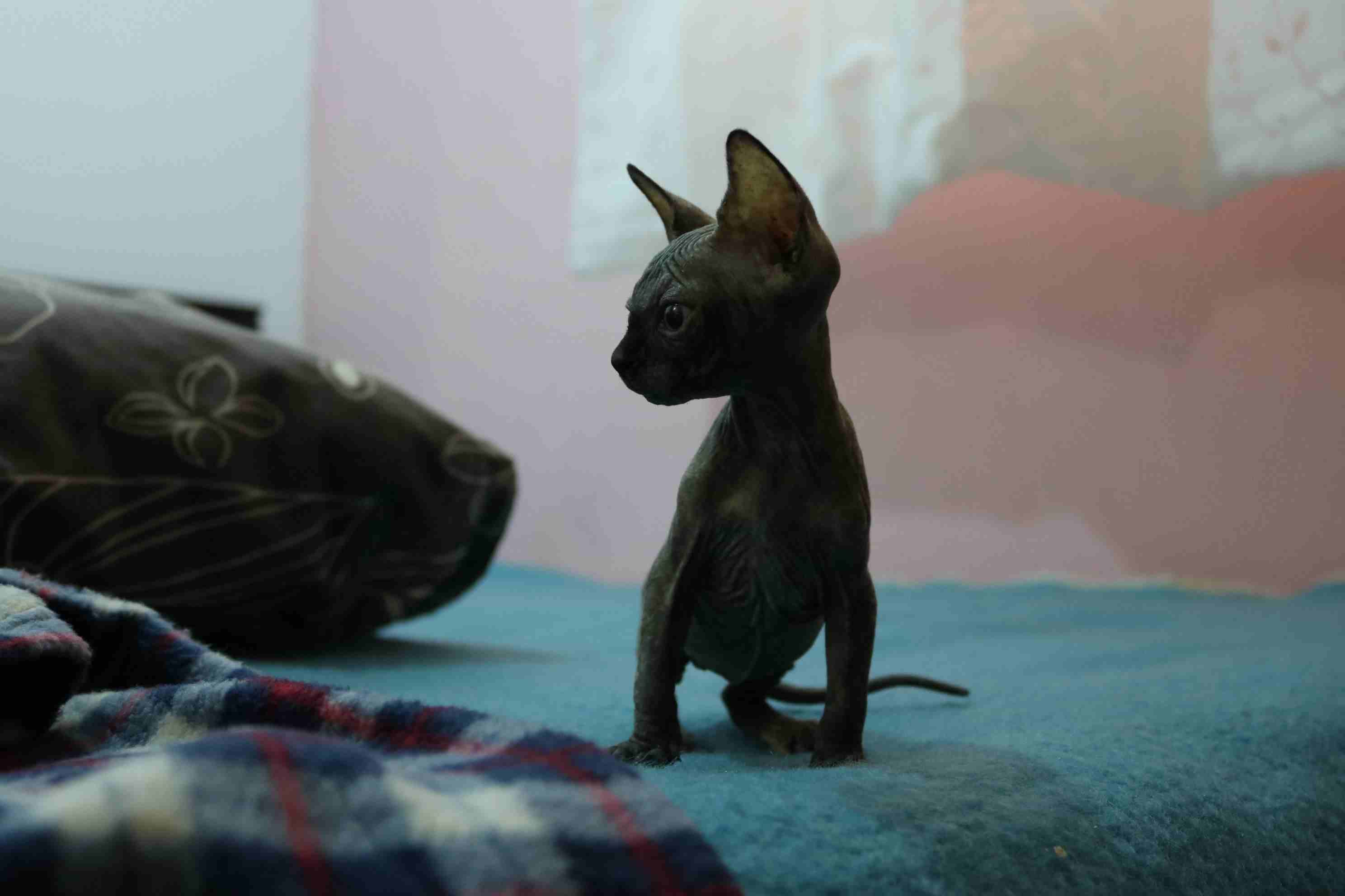 قط سفينكس ( فرعوني ) للبيع sphynx cat for sale
لا تنسَ أنك شاهدت هذا الإعلان في عنكبوت
قطة (انثى...