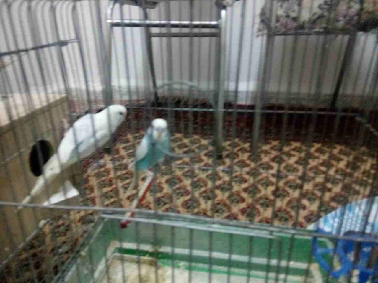للبيع ذكر كنار و جواز كنار وجواز حب شغلات بإذن الله
لا تنسَ أنك شاهدت هذا الإعلان في عنكبوت
حي ال...