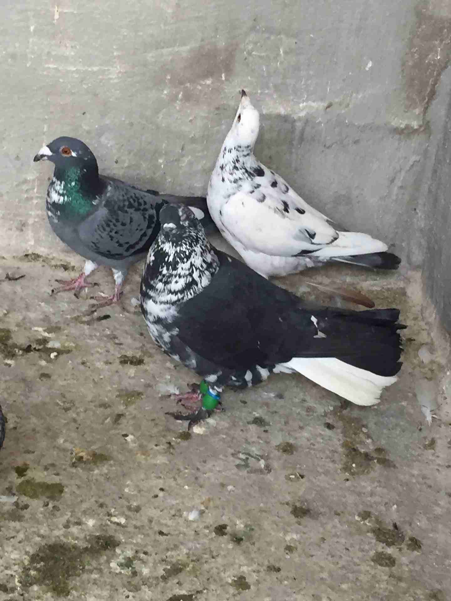 كش للبيع طيور حمام فراخ سطح بالمفرق
لا تنسَ أنك شاهدت هذا الإعلان في عنكبوت
20 حبه كش البيع كوم ا...