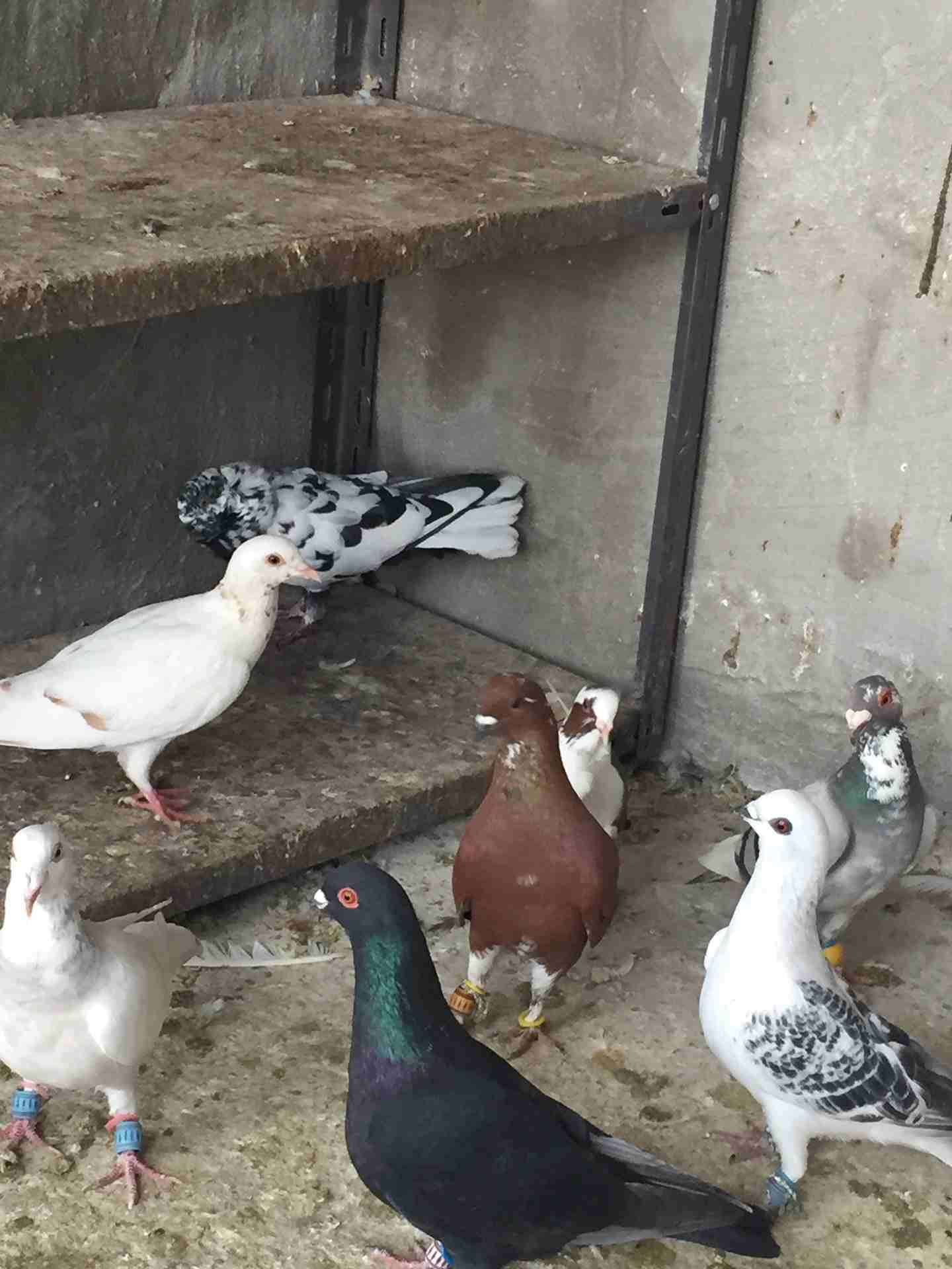 كش للبيع طيور حمام فراخ سطح بالمفرق
لا تنسَ أنك شاهدت هذا الإعلان في عنكبوت
20 حبه كش البيع كوم ا...