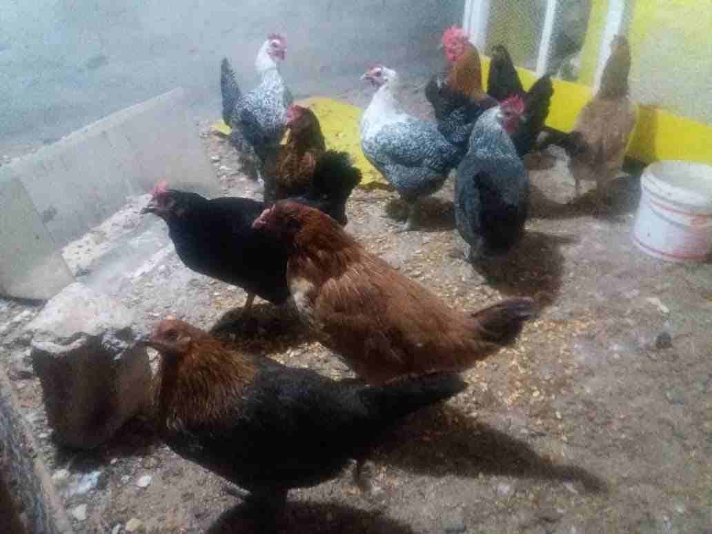 موجود 8 جاجات بلديات
لا تنسَ أنك شاهدت هذا الإعلان في عنكبوت
ثنتين شقر وثنتين سوود وثنتين لون خرر...