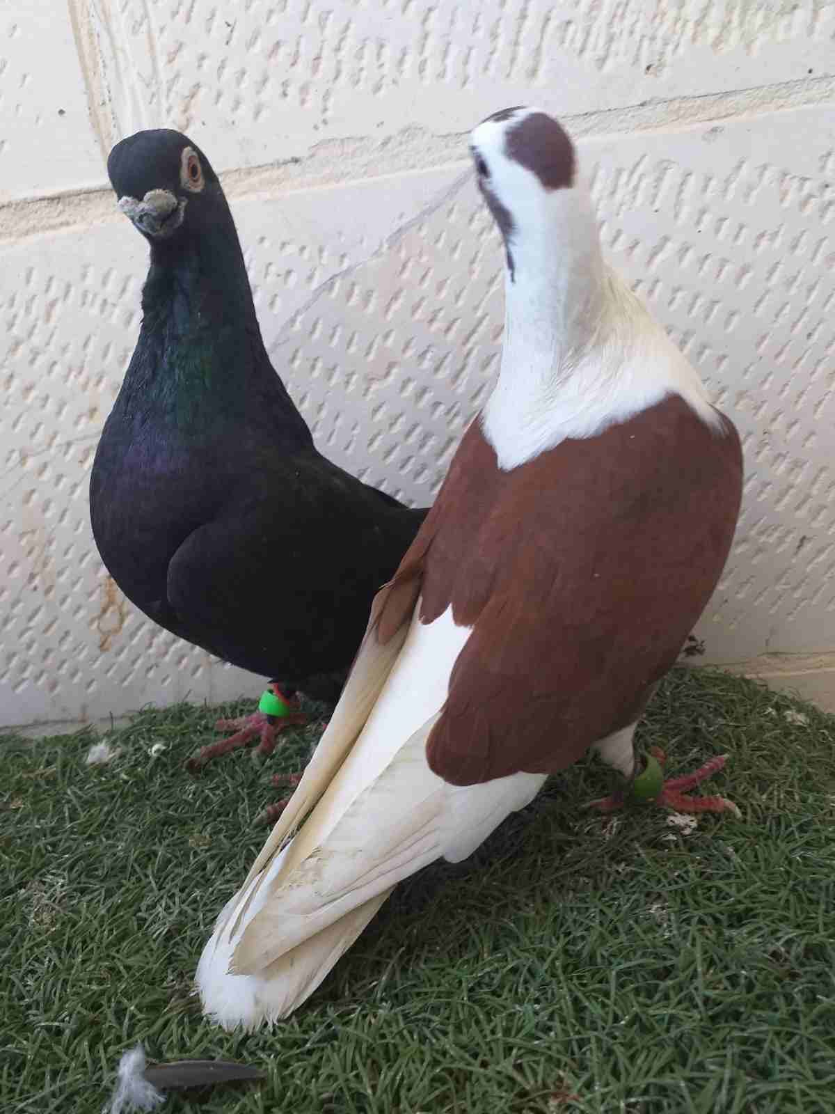 ولعييييون كل الشباب من اخوكم عبود عصفور الصغير
جواز نخببب اول والي بدو فيدو عصف
لا تنسَ أنك شاهدت هذا الإعلان في عنكبوت...