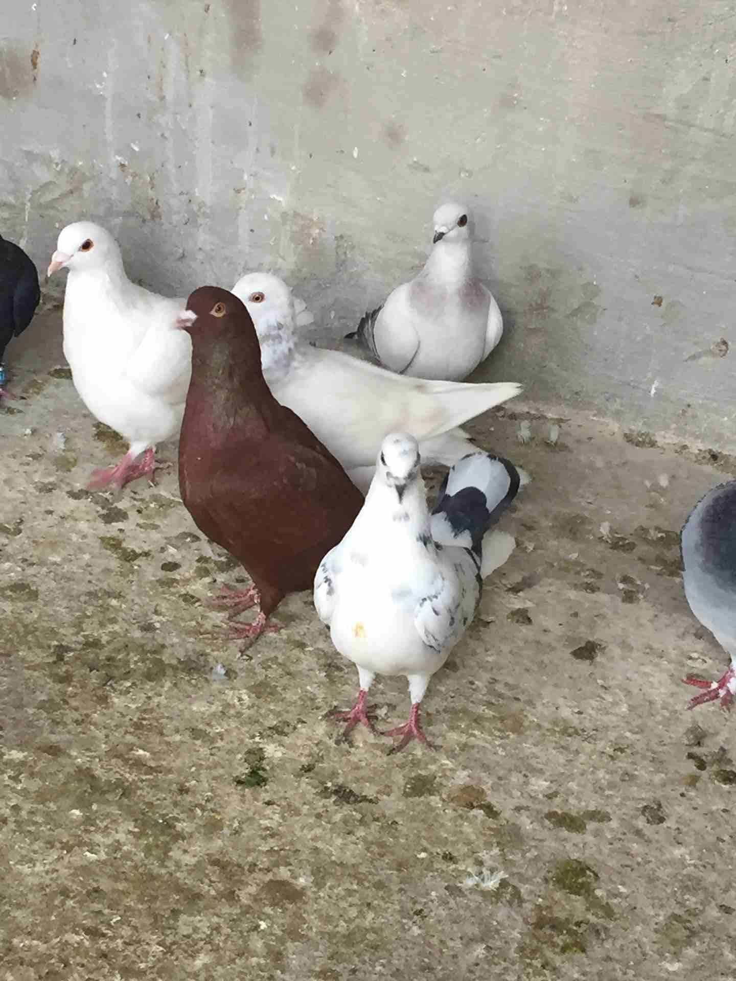 كش للبيع طيور حمام فراخ سطح بالمفرق
لا تنسَ أنك شاهدت هذا الإعلان في عنكبوت
20 حبه كش البيع كوم ا...
