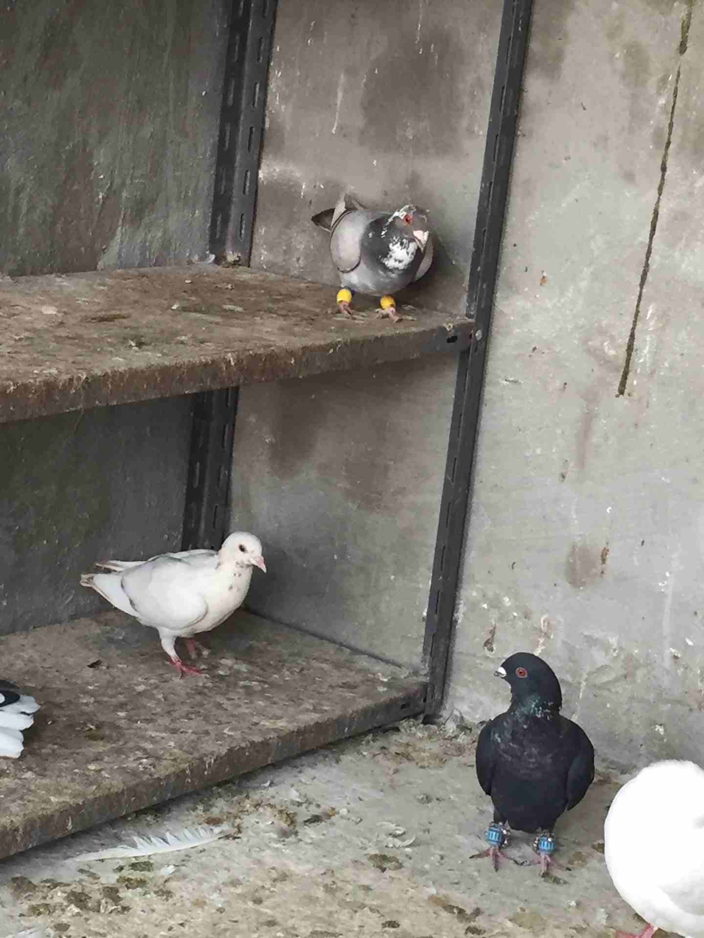 كش للبيع طيور حمام فراخ سطح بالمفرق
لا تنسَ أنك شاهدت هذا الإعلان في عنكبوت
20 حبه كش البيع كوم ا...