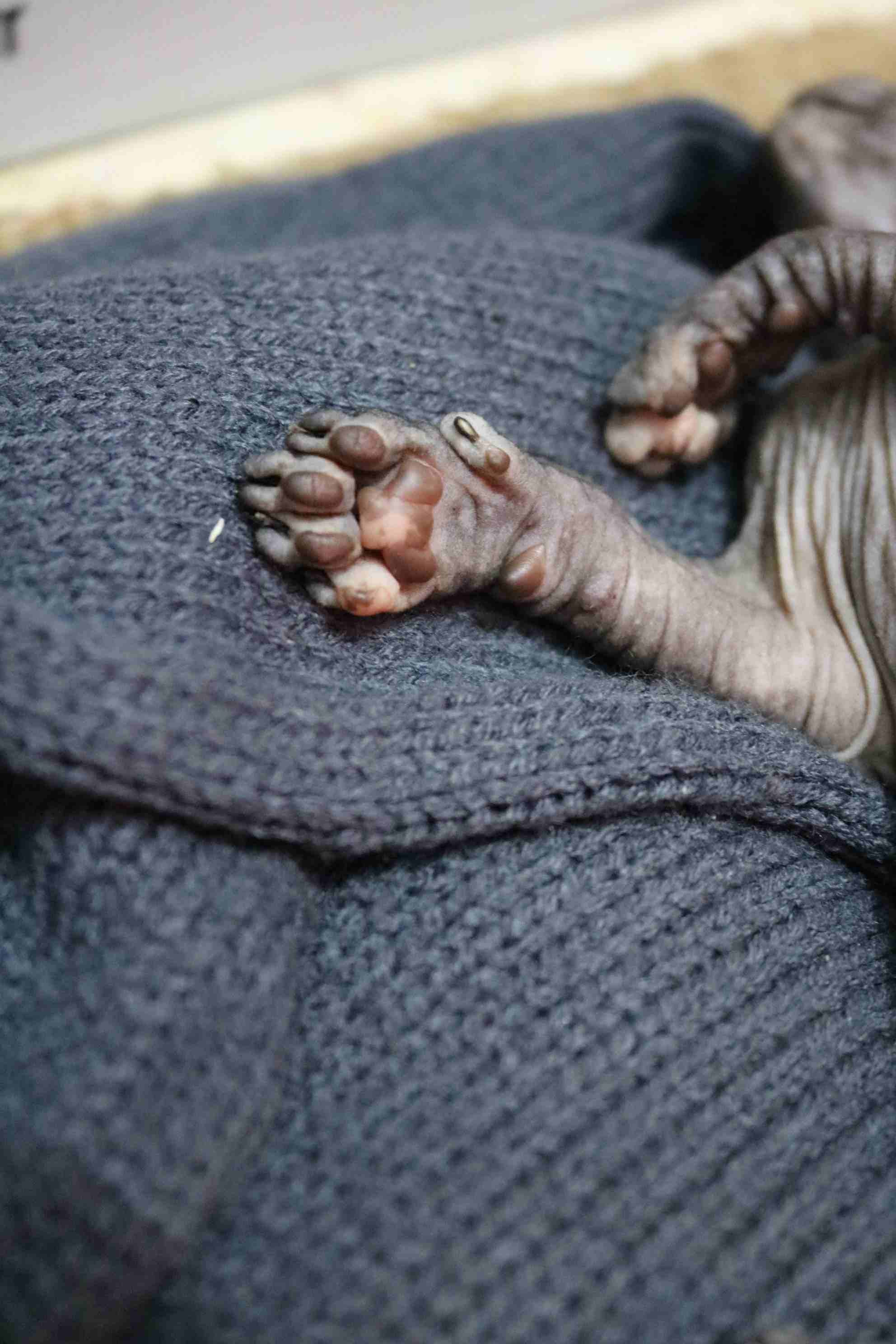 قط سفينكس ( فرعوني ) للبيع sphynx cat for sale
لا تنسَ أنك شاهدت هذا الإعلان في عنكبوت
قطة (انثى...