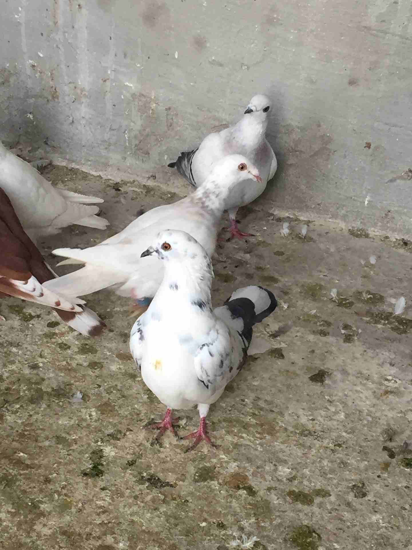 كش للبيع طيور حمام فراخ سطح بالمفرق
لا تنسَ أنك شاهدت هذا الإعلان في عنكبوت
20 حبه كش البيع كوم ا...