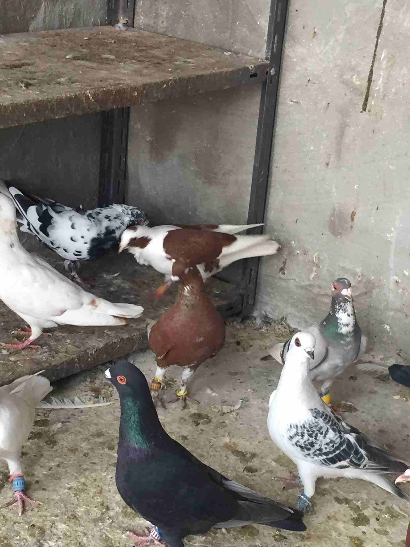 كش للبيع طيور حمام فراخ سطح بالمفرق
لا تنسَ أنك شاهدت هذا الإعلان في عنكبوت
20 حبه كش البيع كوم ا...