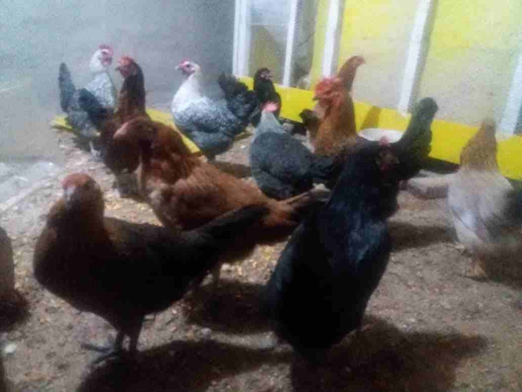 موجود 8 جاجات بلديات
لا تنسَ أنك شاهدت هذا الإعلان في عنكبوت
ثنتين شقر وثنتين سوود وثنتين لون خرر...