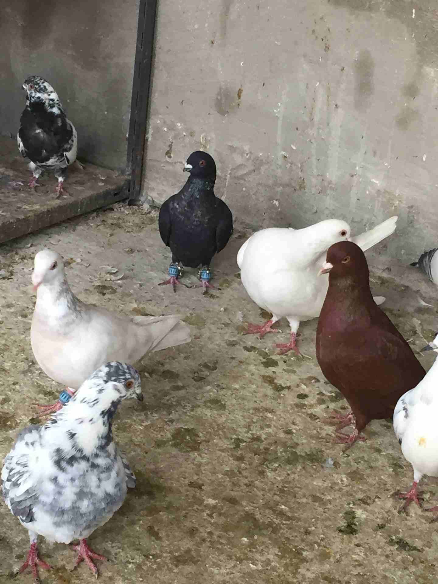 كش للبيع طيور حمام فراخ سطح بالمفرق
لا تنسَ أنك شاهدت هذا الإعلان في عنكبوت
20 حبه كش البيع كوم ا...