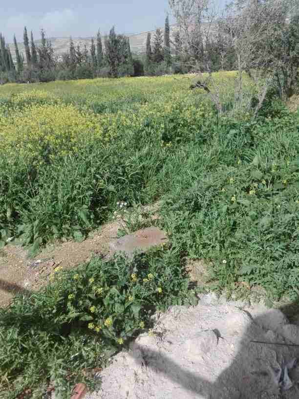الارض بشارع الاردن من اراضي قريه ابو نصير بجانب اسكان المهندسين رقم القطعه 939 ام رجم ومرج الصانع حوض 6 ابو نصير القريه ويوجد بجانبها فيلا الكوشان مشترك السعر 30000 من الاخر للجادين من المالك مباشر
0...