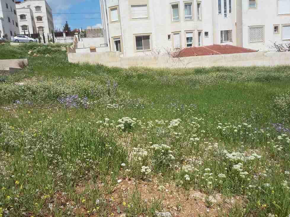 الأردن - عمان
قطعة ارض في شفا بدران/ مرج الاجرب - قرب مؤسسة الغذاء و الدواء
القرية: بدران
حوض: مرج الاجرب
المساحة: 1021م
الموقع: تبعد 225م عن مؤسسة الغذاء و الدواء
واجهة أمامية على الشارع 34م، ط...