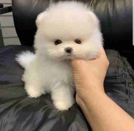 AWESOME TEACUP POMERANIAN PUPPIES READY NOW
My clever beautiful friendly puppies one lovely boy and one beautiful girl. These babies have been vet checked and had their first vaccination and microchi...