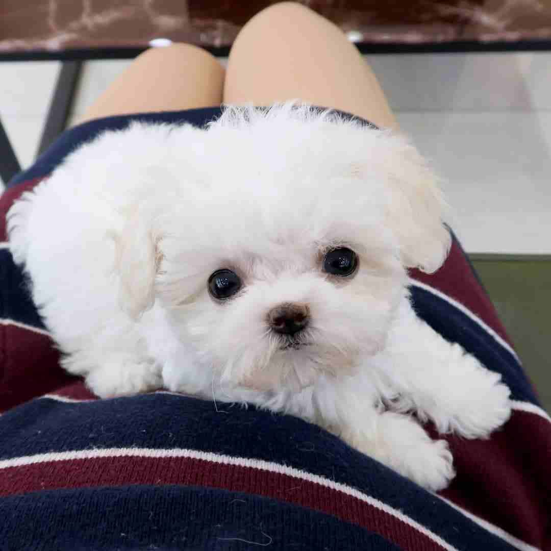 Beautiful Teacup Maltese Puppies Available
WhatsApp me at 0016823342002 for more details
They were born and raised in our clean family home. These puppies are used to being around adults, children a...