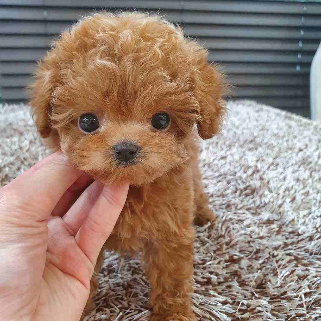 Gorgeous toy poodle puppies for sale
WhatsApp me at 0016823342002 for more details
These puppies have have had the best start possible being brought up in our busy family home being spoil by my thre...