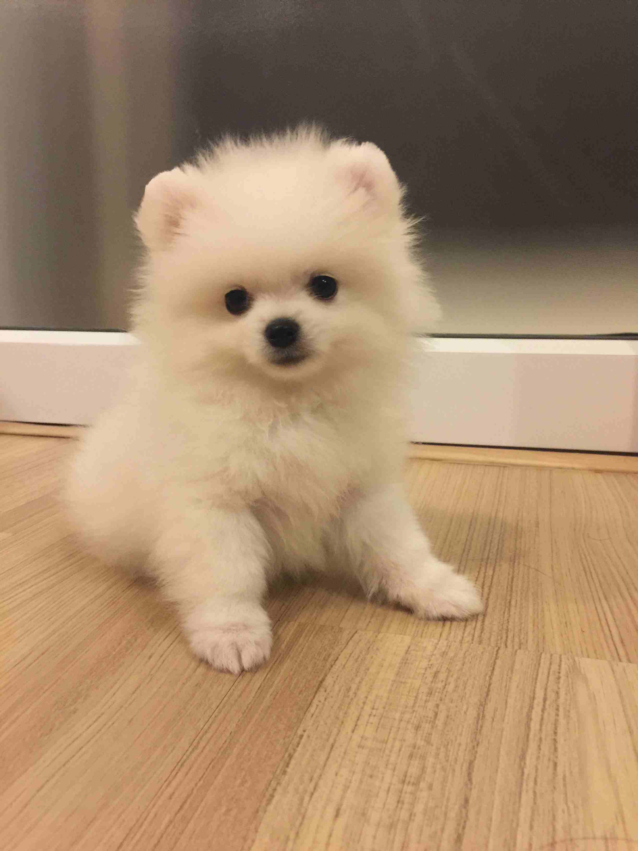 Awesome Teacup pomeranian puppies ready now
WhatsApp me at 0016823342002 for more details
My clever beautiful friendly puppies one lovely boy and one beautiful girl. These babies have been vet check...