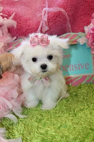 Beautiful Teacup Maltese Puppies Available
They were born and raised in our clean family home. These puppies are used to being around adults, children and other dogs. They are used to household noises...